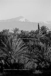 Image du Maroc Professionnelle de  Photo prise de la Palmeraie de Marrakech, où quelques palmiers cohabitent avec d'autres arbres, d'ailleurs cet arbre tropical à grandes feuilles palmées est sacré, il fait partie des composantes majeures de l'identité de la ville rouge, depuis très longtemps, la loi  interdit formellement d'en couper, sous peine de très fortes amendes, , Dimanche 17 Août 1997. Malheureusement ce n’est pas le cas pour les autres arbres qui sont régulièrement victimes d'arrachement à la tronçonneuse. Au fond le mont Toubkal du haut Atlas enneigé. (Photo / Abdeljalil Bounhar)